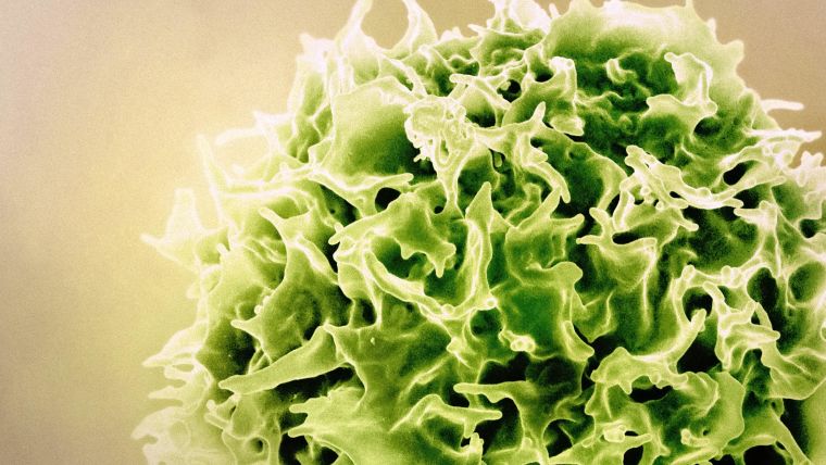 T Lymphocyte Colorized scanning electron micrograph of a T lymphocyte (also known as a T cell) (green).
