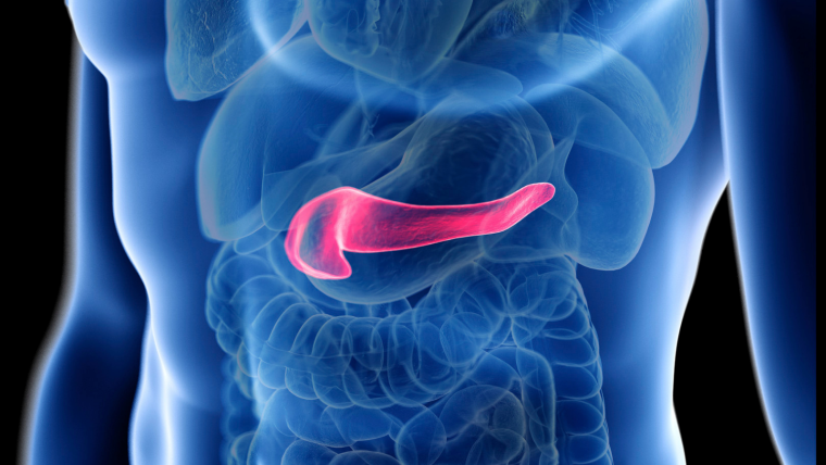 Animation of the pancreas highlighted in the body