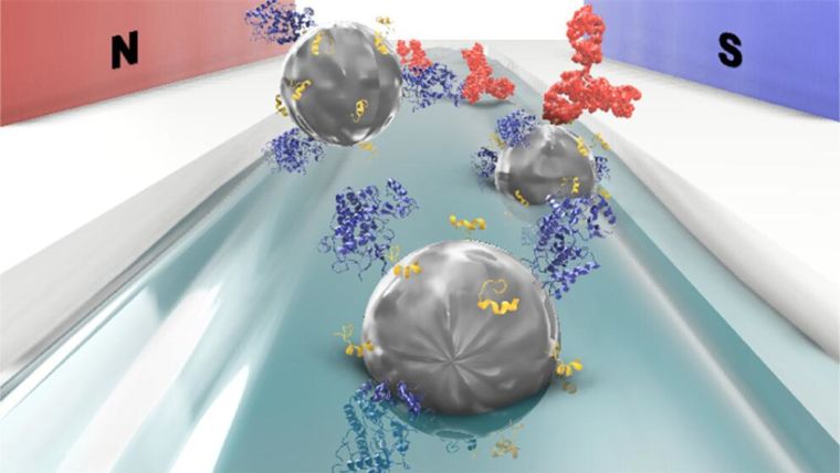 Professor Jason Davis and team have developed a new sensor to selectively and quantitatively measure p53 autoantibodies in the blood, levels of which are raised in a broad range of cancers.